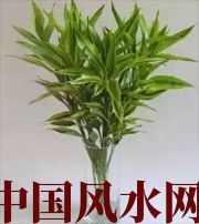 苏州十二生肖养什么植物最旺财运？你知道吗！